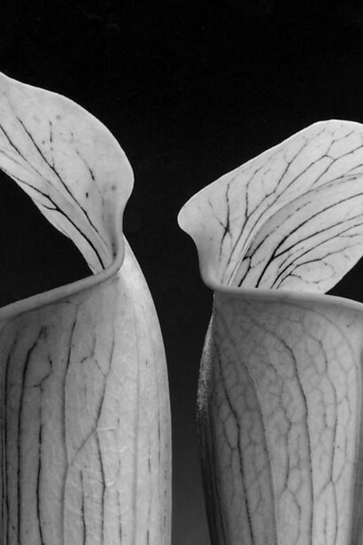 Robert Mapplethorpe - Double Jack in the Pulpit, 1988 (detalhe)