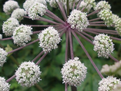 Fiori di Angelica Archangelica