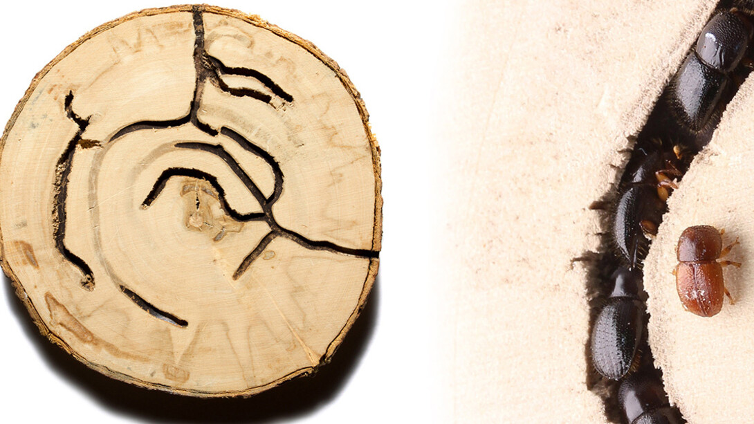 Bark Beetle Calligraphy. Courtesy of Florida Museum of Natural History