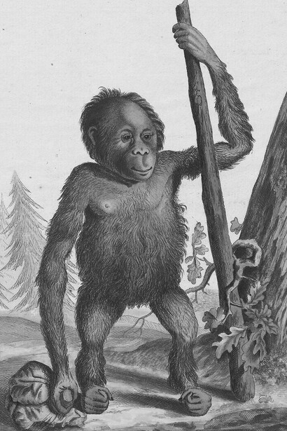 Ocurrió que, en el otoño de 1856, Arthur Schopenhauer conoció a un orangután en la feria de Fráncfort. Pithecus satyrus, 1810 - 1819, impreso. Universidad de Ámsterdam
