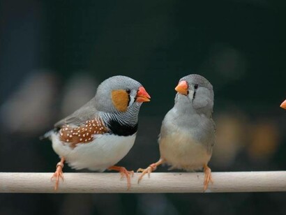 La impronta sexual consiste en aprender a identificar a los miembros de la propia especie, especialmente a los del sexo opuesto