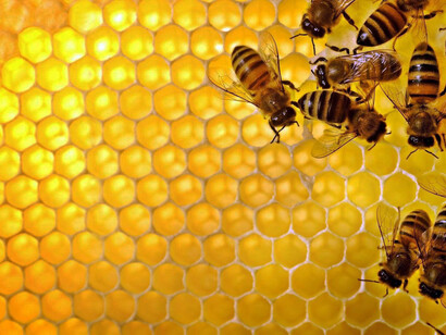 Bees are nature’s most economical builders