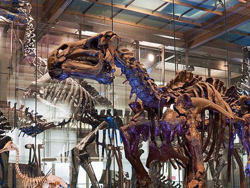 Galerie des Dinosaures. Courtesy of Royal Belgian Institute of Natural Sciences