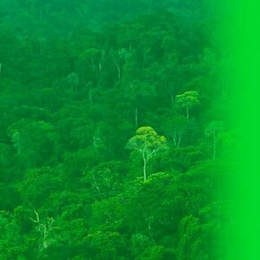 Melanie Smith, Still from The Colour Green, 2014. HD Video, 2:26 min.