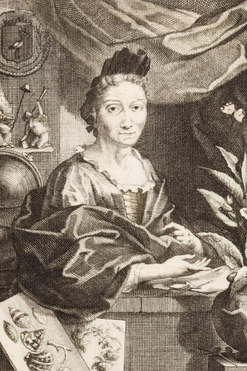 Maria Sibylla Merian. Courtesy of Museum Städel