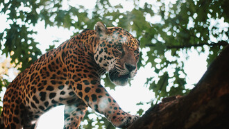Onça pintada na Floresta Amazônica, espécie animal retratada no folclore brasileiro