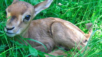 A gazelle puppy, credit Amir Balaban for the Society for the Protection of Nature in Israel