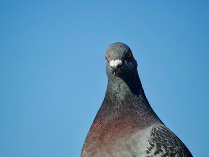 Pigeon