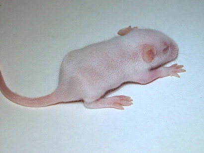 El día 560, la población alcanzó los 2.200 individuos (frente a los más de 3.500 que podría albergar el Universo 25), y  el día 600 su crecimiento se detuvo por completo