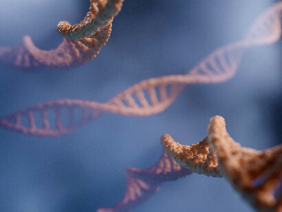 Dans la spirale du vivant, le hasard s’entrelace à la nécessité : l’ADN, machine naturelle, accomplit sans projet ce que l’homme conçoit avec dessein