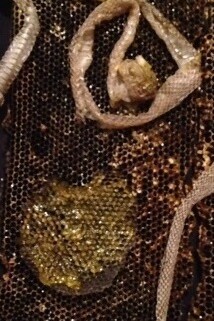 Telaietto con serpente