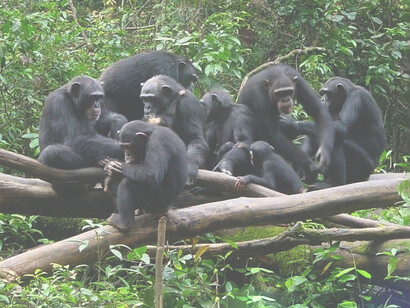 Tacugama Sanctuary is a protected place where chimpanzees are still duly fed, cared for by veterinary experts