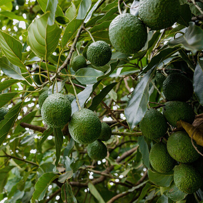 Foglie e frutti dall'albero dell'avocado