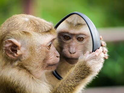 Since consciousness is a causal product of the brain and that all animals possess a brain, they too can have consciousness