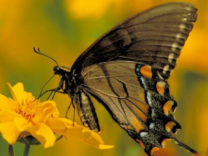 Mariposa batiendo sus alas transparentes