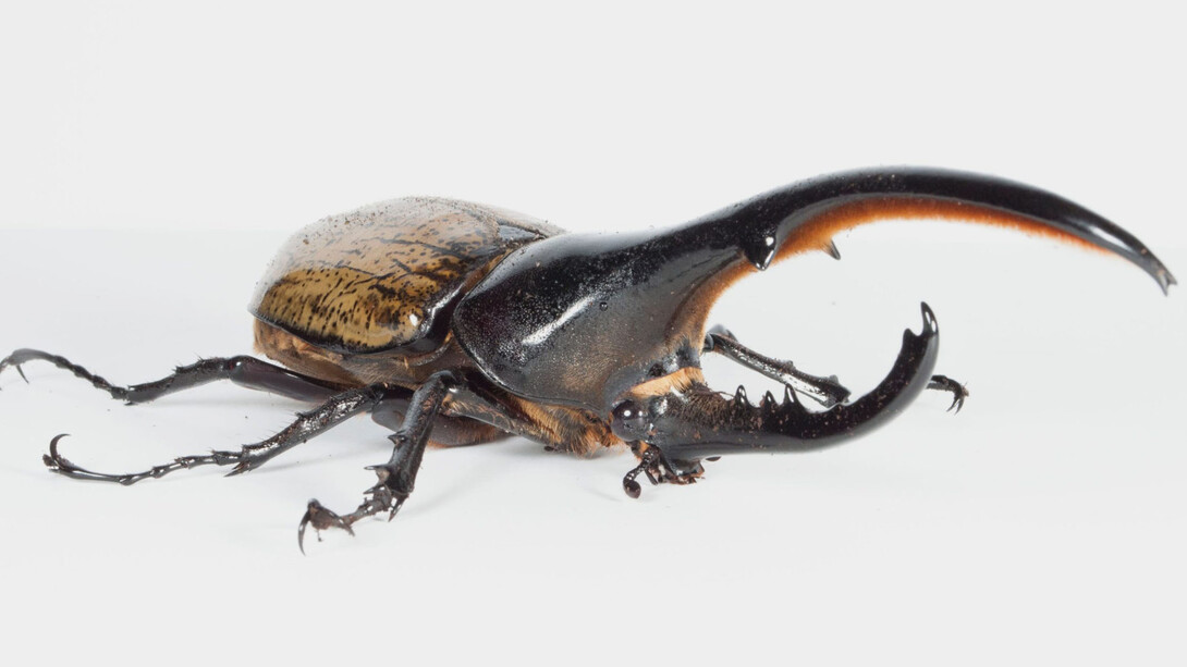 Dynaste Hercule (Dynastes hercules). Courtoisie du Musée canadien de la nature