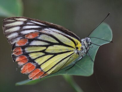 Common Jezebel at Beddegana Wetland (c) Gehan de Silva Wijeyeratne © 