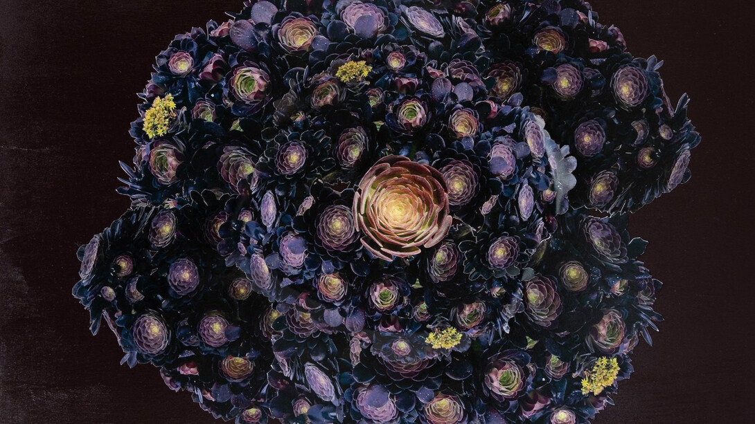 Alysia Macaulay, Grecian Succulents (detail). Courtesy of the artist and Klompching Gallery