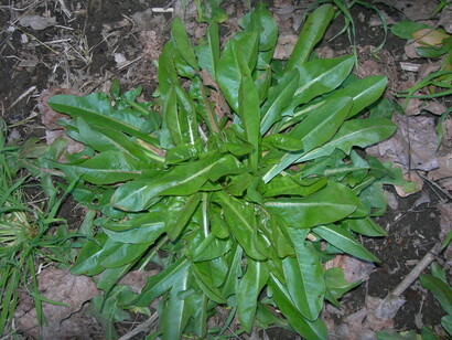 Cicoria selvatica