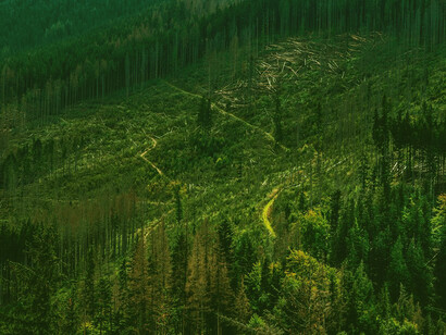 La deforestación imparable