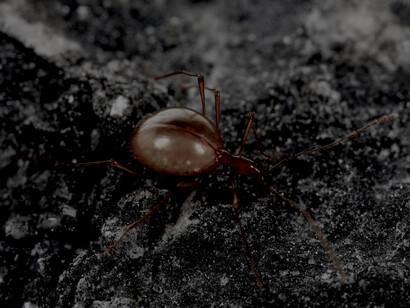 Leptodirus, coleóptero troglobio de la cueva Postojna, en Eslovenia
