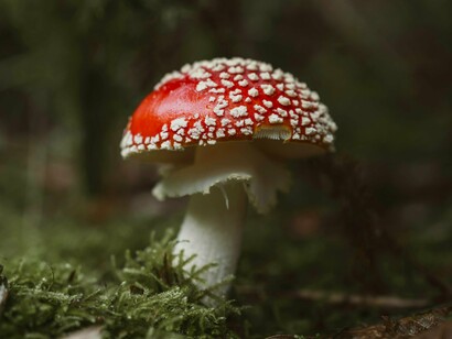 Amanita muscaria. Alguns dos míscaros ou cogumelos apresentam-se de cores vivas e de fácil captura embora não sejam comestíveis, são admiráveis em vários momentos para uma fotografia