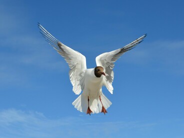 A inteligência segue essencial. Ela organiza, ilumina, conecta. Porém, fora da experiência, vira ornamento. Dentro da vida, transforma-se em ferramenta. A diferença entre uma coisa e outra costuma definir o rumo de uma existência inteira



