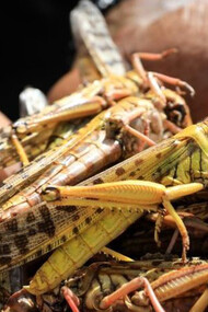 Another plague is hitting the poor, destroying livelihoods of millions of people in seconds