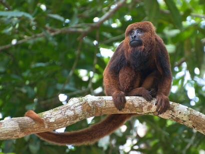 Molte specie come l’Alouatta fusca, l’Alouatta belzebul, l’Ateles fusciceps, la Pithecia monachus scompaiono nel più assoluto silenzio di tutti