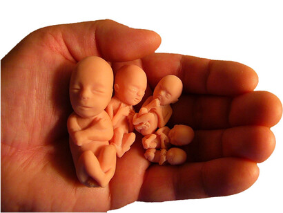 Babies growth depiction