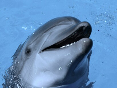 Delfín