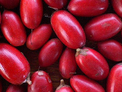 Bacche di Miraclefruit