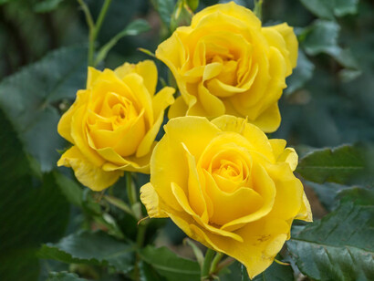 Uno de los significados de las rosas amarillas está asociado con la amistad