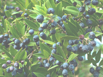 Un’inaspettata teofania della dea Afrodite, riconduce alla natura botanica del culto di questa dea