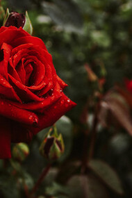 La rosa rossa simbolo alchimista