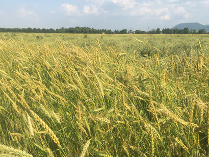 Coltivazioni di farro nella pianura tra Colli Euganei e Berici a Palazzo Rosso Farm