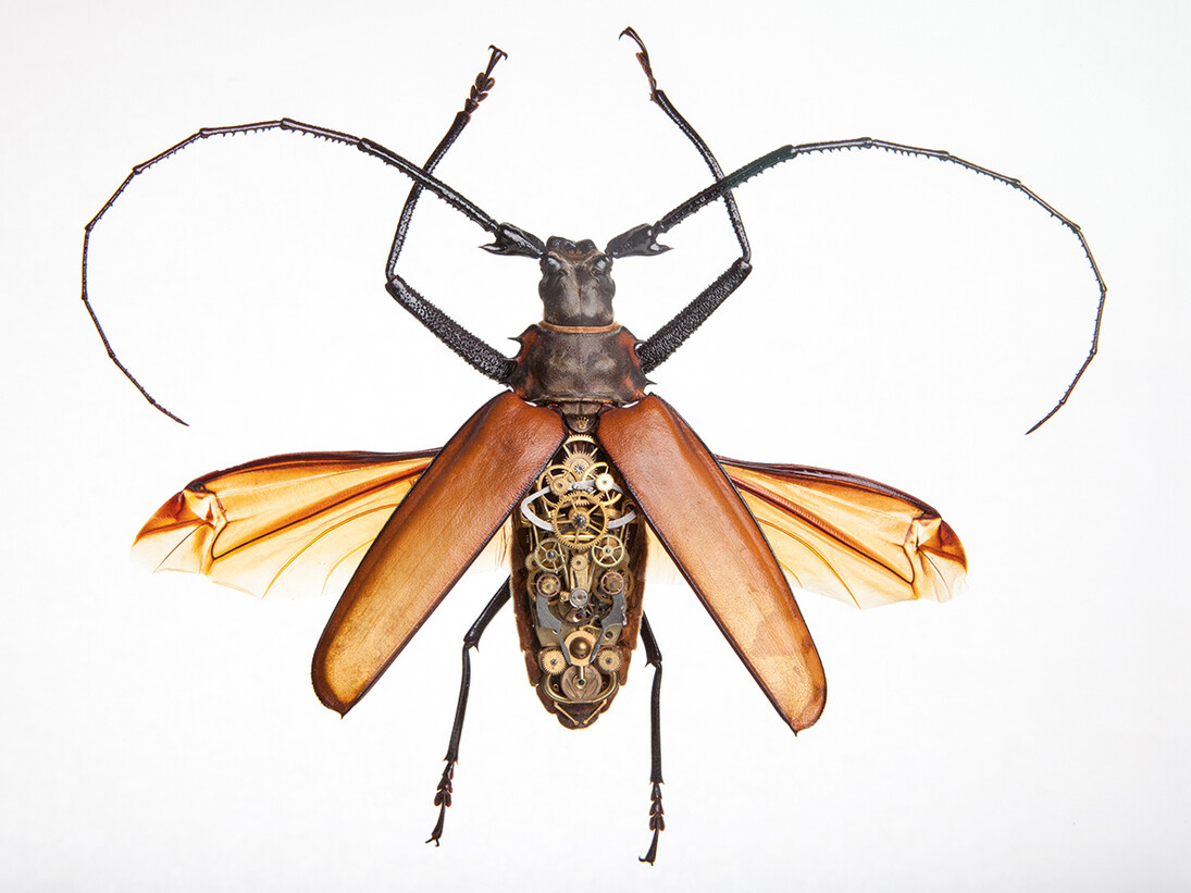 Gary Wormann, Callipogon Tertius