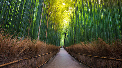Forest bathing, Giappone, foto Claudia Zanfi