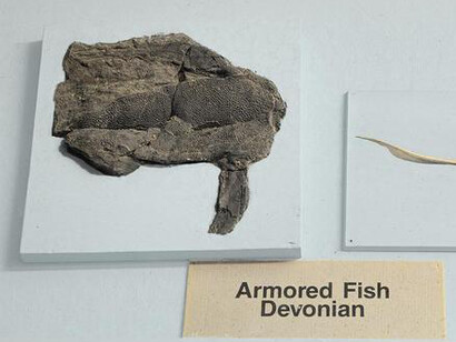 Felix M. Warburg Hall of New York State Environment. Courtesy of American Museum of Natural History