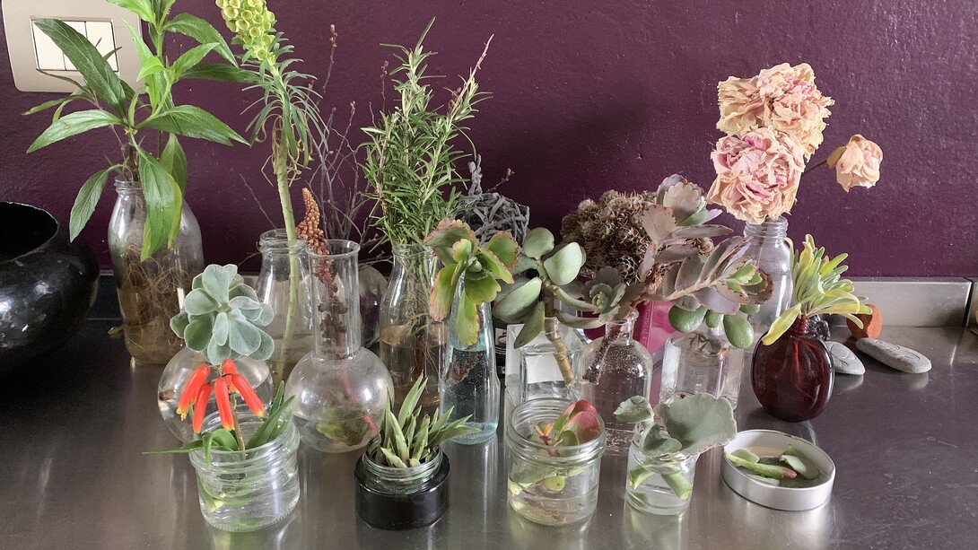 Home garden, photo Claudia Zanfi