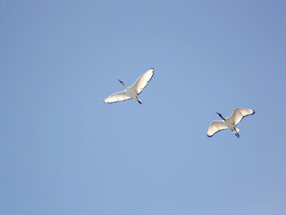 Innocent human behaviours can be deadly for birds