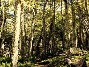 Bosque patagónico de árboles nativos cubiertos de musgo y vegetación, en la Reserva Nacional Coyhaique, Chile