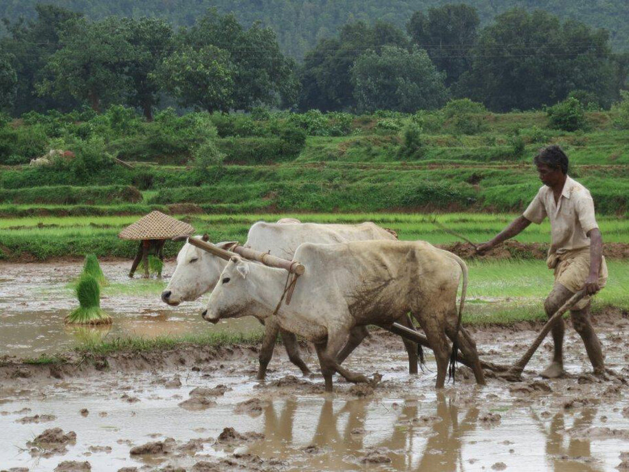 Ploughing the Fields