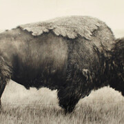 Kenneth Peloke, Peaceful warrior. Courtesy of Altamira Fine Art