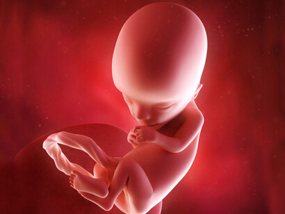 Bebé en gestación