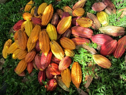 Cacao