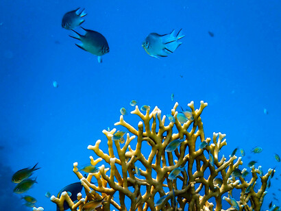 The idea of regrowth is about living within the capacity of nature