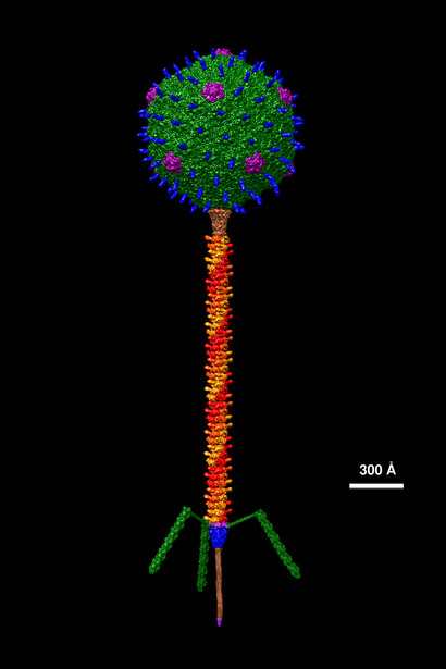 Modèle structurel du bactériophage T5 à résolution atomique, construit avec le logiciel UCSF Chimera en combinant des reconstructions cryoEM et des structures pdb par le Dr Victor Padilla-Sanchez, PhD de l'Université Métropolitaine de Washington, 24 juillet 2021