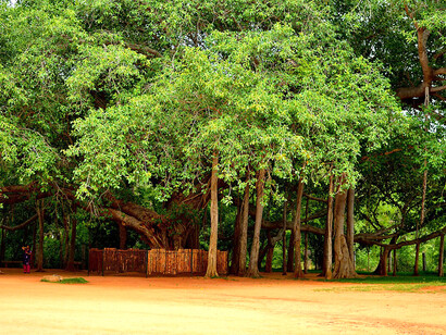 Established in 2000, the Botanical Gardens span 50 acres and feature over 1,300 plant species arranged across several themed sections. The site also includes a herbarium, a nursery with a capacity of 100,000 seedlings, and dedicated facilities for workshops and training programs