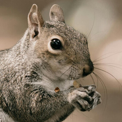 En eso me fijé en una ardilla que había detenido su paso y me miraba intensamente